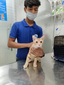 French Fries (CAT) for vaccination