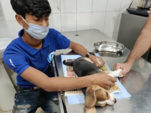 Beagle checkup and vaccination