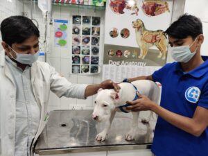 Romi Dog vaccination