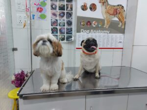 Zoey & Ziva for grooming and Deworming