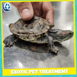 Exotic pet treatment